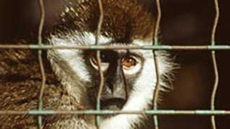 Век воли не видать: Индийских обезьян сажают в тюрьму