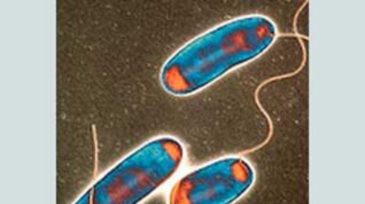 Учёные взломали код смертельной бактерии