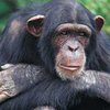 Шимпанзе из токийского зоопарка стала художницей