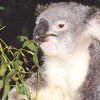 Австралийским коалам раздадут противозачаточные средства
