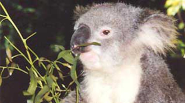 Австралийским коалам раздадут противозачаточные средства