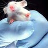 Японцы научились блокировать распространение раковых клеток у мышей