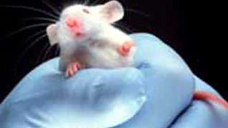 Японцы научились блокировать распространение раковых клеток у мышей