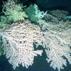 Коралловые рифы спасет электричество