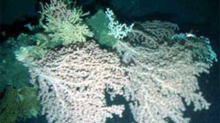 Коралловые рифы спасет электричество