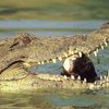 Израилю угрожают крокодилы-людоеды