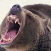 Голодные медведи стали настоящим бедствием Японии