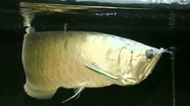 В днепропетровском аквариуме аравана отложила икру