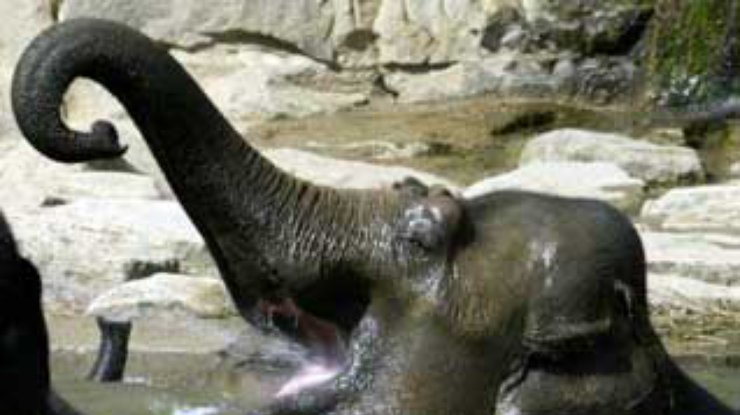 Посетители пражского зоопарка подкармливают животных с помощью SMS