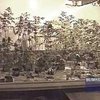 Британской герцогине разрешили выращивать коноплю