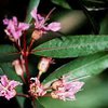Decodon verticillatus - растение, умеющее выживать