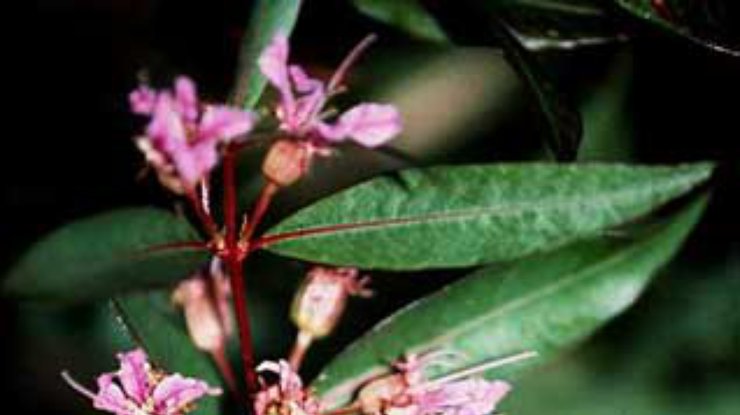 Decodon verticillatus - растение, умеющее выживать