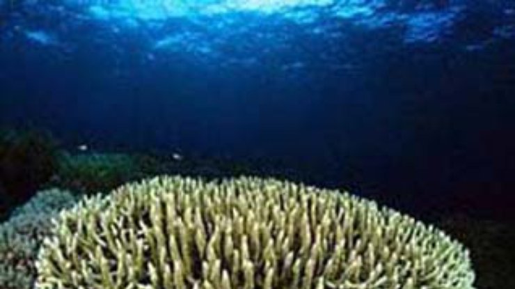 Две трети коралловых рифов в мире - на грани гибели