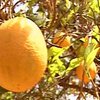 Манифестанты разбросали на одном из рынков Валенсии тонну апельсинов