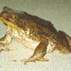 Австралийцы объявили войну гигантским жабам