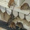 Китай запатентовал противозачаточное средство для крыс