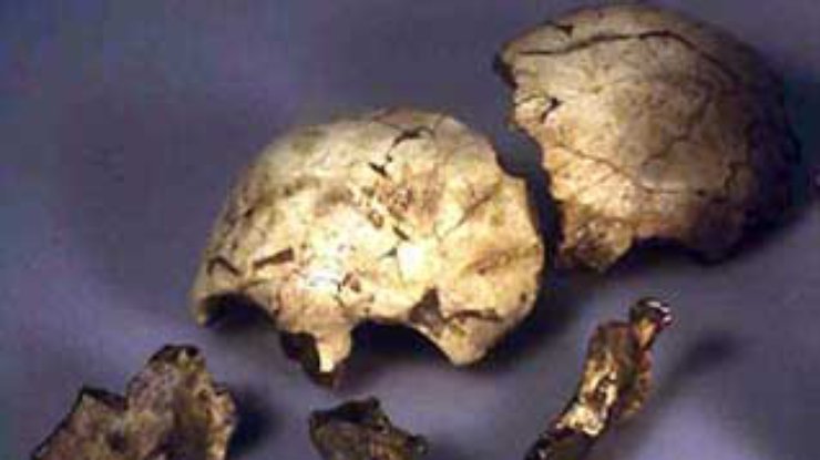 Кости древнего человека найдены на территории Львовской области