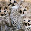 Зоопарк выпустил в Интернет детёнышей гепарда
