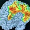 Либидо человека можно определить по его мозговым импульсам