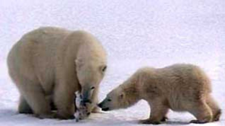 Белым медведям грозит вымирание уже через двадцать лет