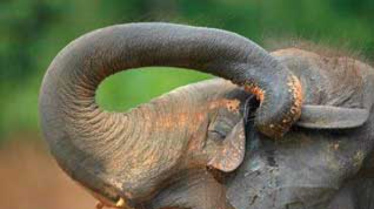 "Как я собираюсь разбудить этого огромного спящего слона и въехать в ЕС". Интервью Ющенко The Times