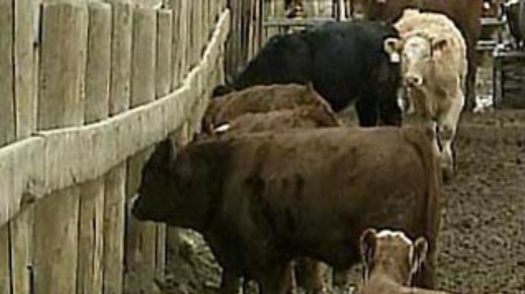 В Японии зафиксирован первый случай смерти человека от "коровьего бешенства"