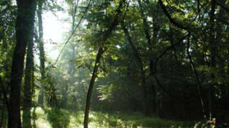 Правительство отменило два распоряжения о передаче в аренду структурам Пинчука 125 гектаров заповедных лесов