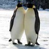 Привязанности пингвинов-гомосексуалистов проверят с помощью самки