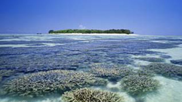 Погибшие рифы на Бали восстанавливают с помощью электричества