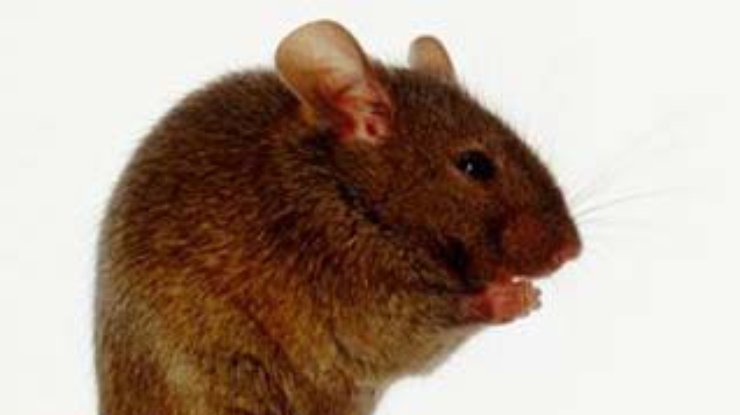 Мыши сгрызли телефонную связь в Швеции