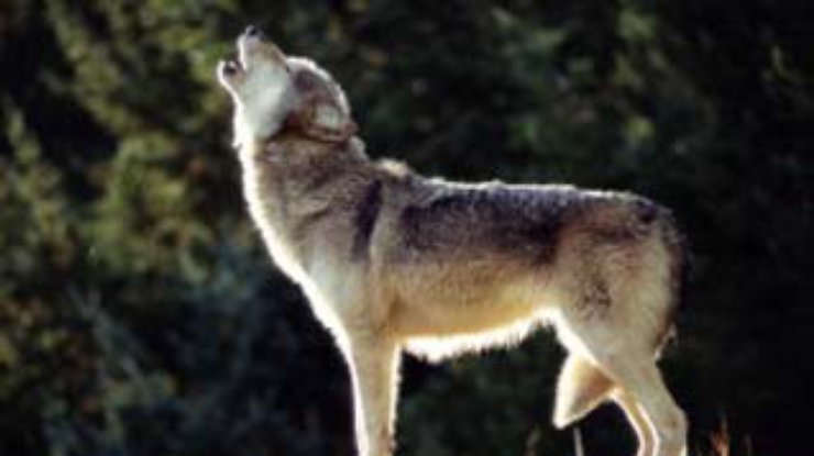 Финские собаки будут бить волков электрошоком