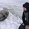 Тюлени-людоеды охотятся на ученых