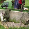 В Уганде пойман гигантский крокодил-людоед, сожравший более 80 человек