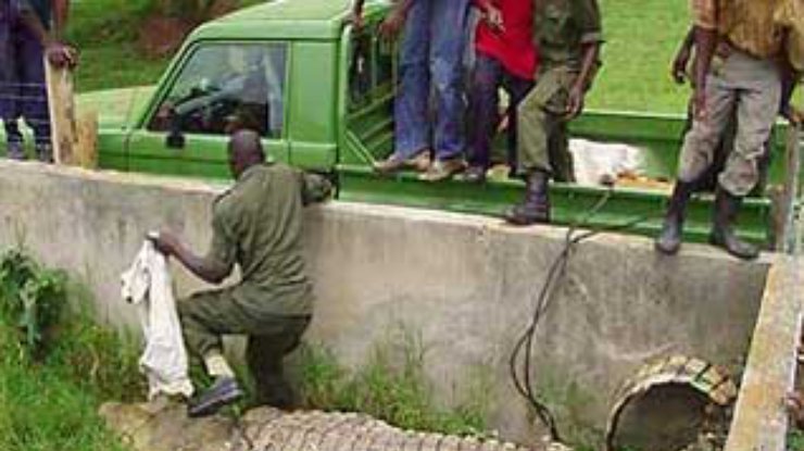 В Уганде пойман гигантский крокодил-людоед, сожравший более 80 человек