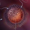 Ученые нашли белок, помогающий сперматозоиду проникнуть в яйцеклетку