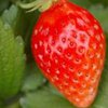 Клубника помогает японцам влюбляться и исцеляться