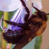 В Испании от неизвестной эпидемии вымирают пчелы