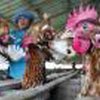 Госдеп США предупреждает об опасности эпидемии птичьего гриппа