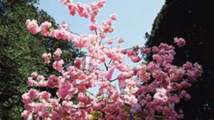 В Токио прошло официальное открытие сезона цветения сакуры