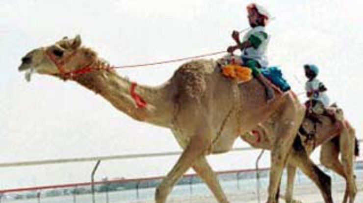Конструкторы ОАЭ посадили роботов на верблюдов