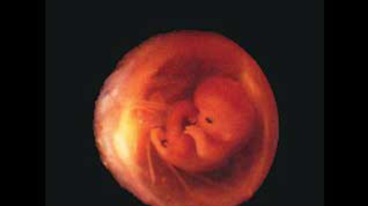 Observer: Украина торгует эмбрионами