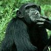 Зоопарк хочет остановить курящую обезьяну