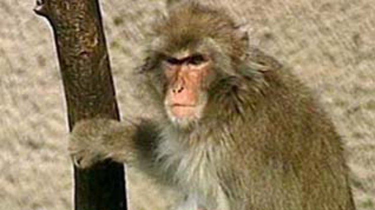 Индийские обезьяны, напившись марихуановой настойки, напали на деревню