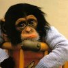 Ученые в США попытаются научить обезьян языку, музыке и искусствам