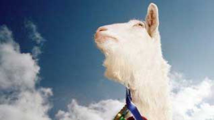 В Белоруссии сделают козу с человеческим геном