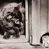Эрмитаж решил раздать петербуржцам часть музейных котов-крысоловов