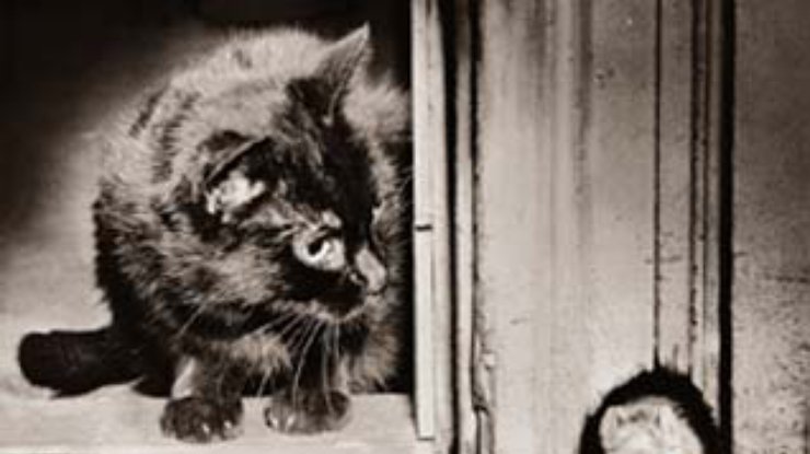 Эрмитаж решил раздать петербуржцам часть музейных котов-крысоловов