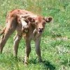 На ферме в США родился теленок с пятью ногами и шестью копытами