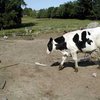 В Кировоградской области от бешенства погибла корова