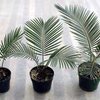 Израильские ученые вырастили пальму из семян, которым более двух тысяч лет